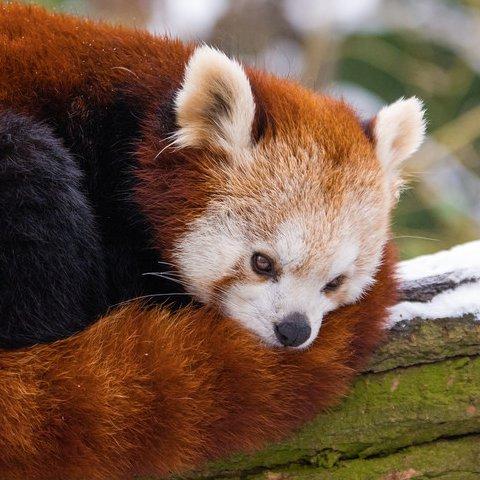 APandaExplosion profile picture